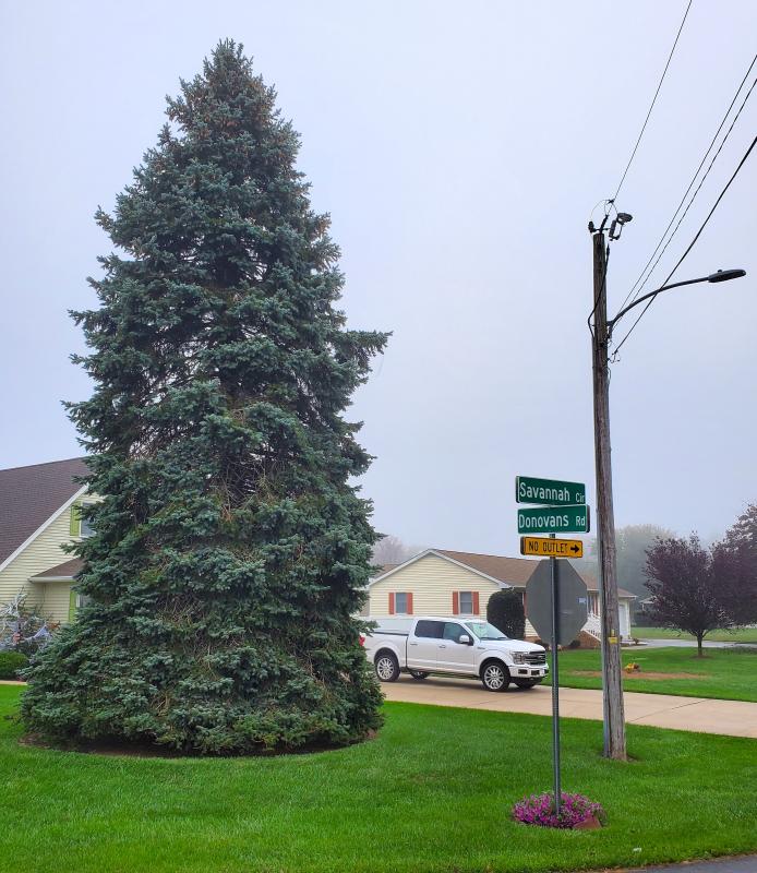 Blue spruce set to shine light on Rehoboth’s holiday season Cape Gazette